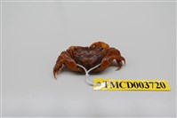 藏品(雙齒近相手蟹)的圖片